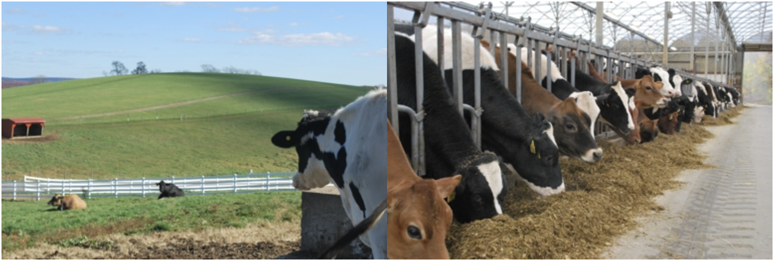 Majors And Degrees Dairy Production Department of Animal Science
