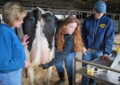 Dr. Sheila Andrew supervises as ANSC students perform an ultrasound on an dairy cow's udder