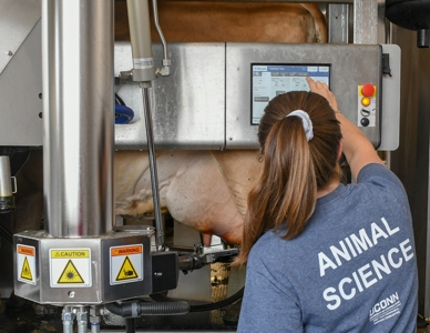 Student working with robotic milking unit at Kellogg Dairy Center
