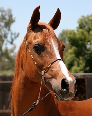 up close photo of mare