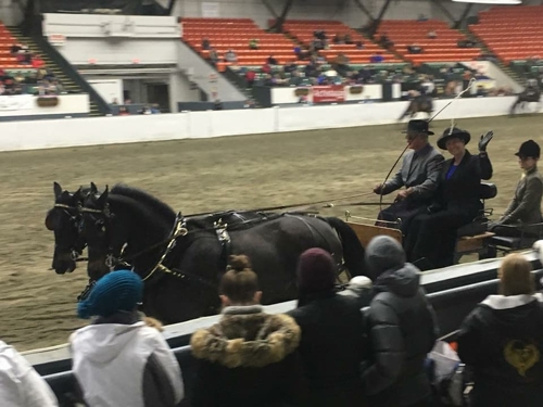 John Bennett accompanied by Dr. Kristen Govoni drive the pair of UC Romeo and Stillwell Suma in the Morgan breed demonstation at the 2017 Equine Affaire.
