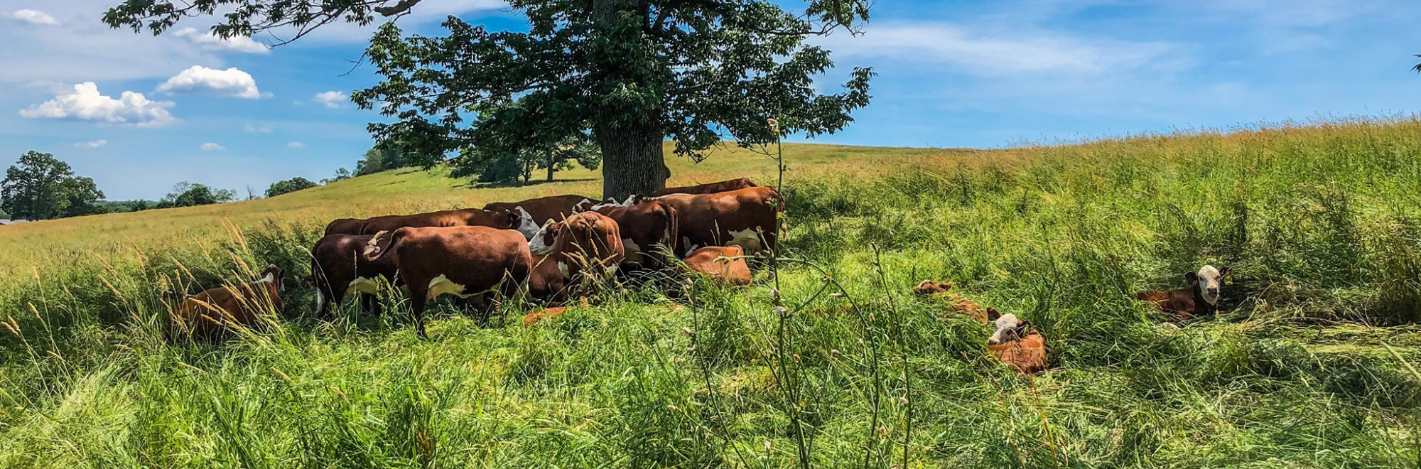 Group of cows laying in the grass on Horsebarn Hill