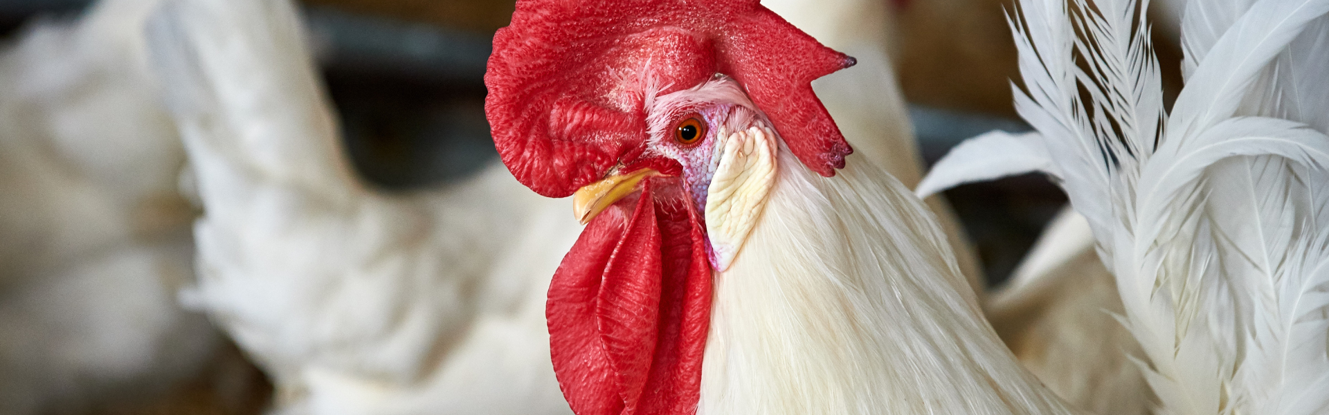 Close-up view of a white leghorn chicken