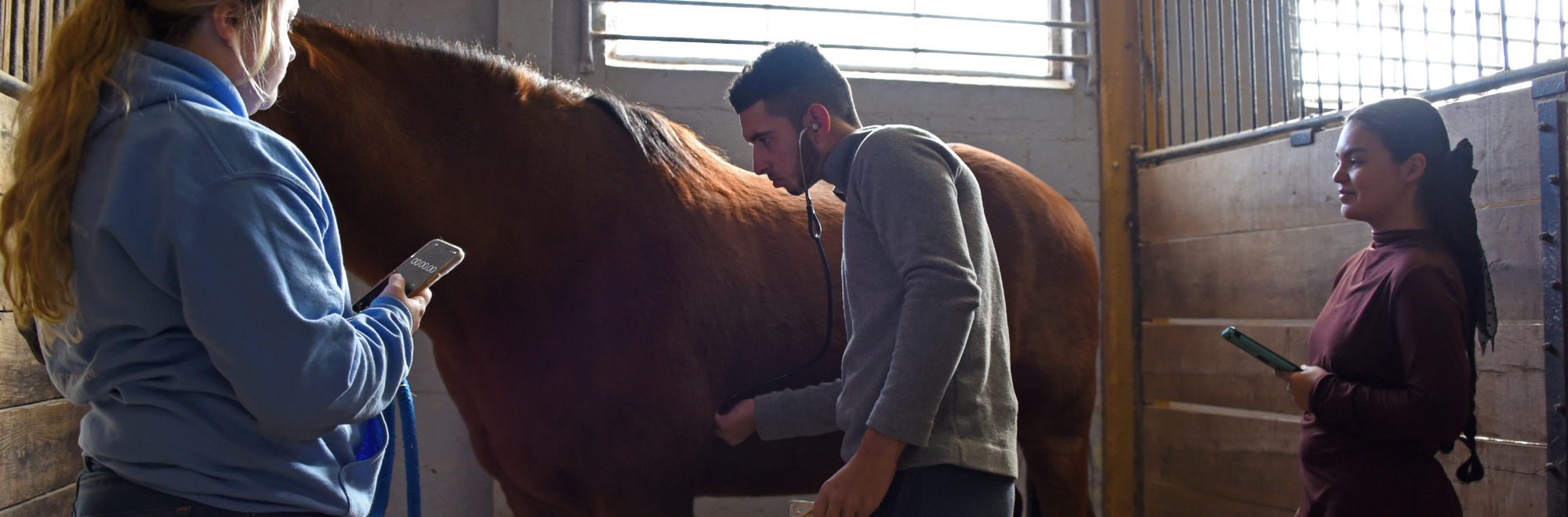 Student using a stethoscope on a horse inside of Horse Unit I
