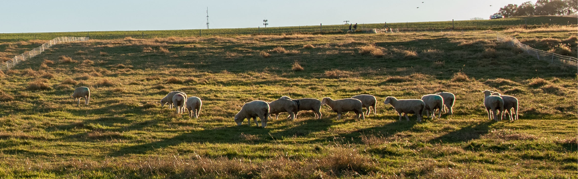 Sheep grazing outside on Horsebarn Hill