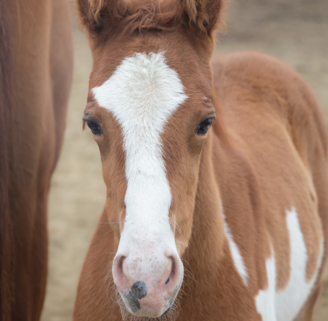 Young filly horse with chestnut paint color and markings.