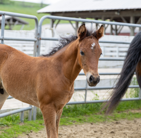 Young colt horse with bay color and star markings.