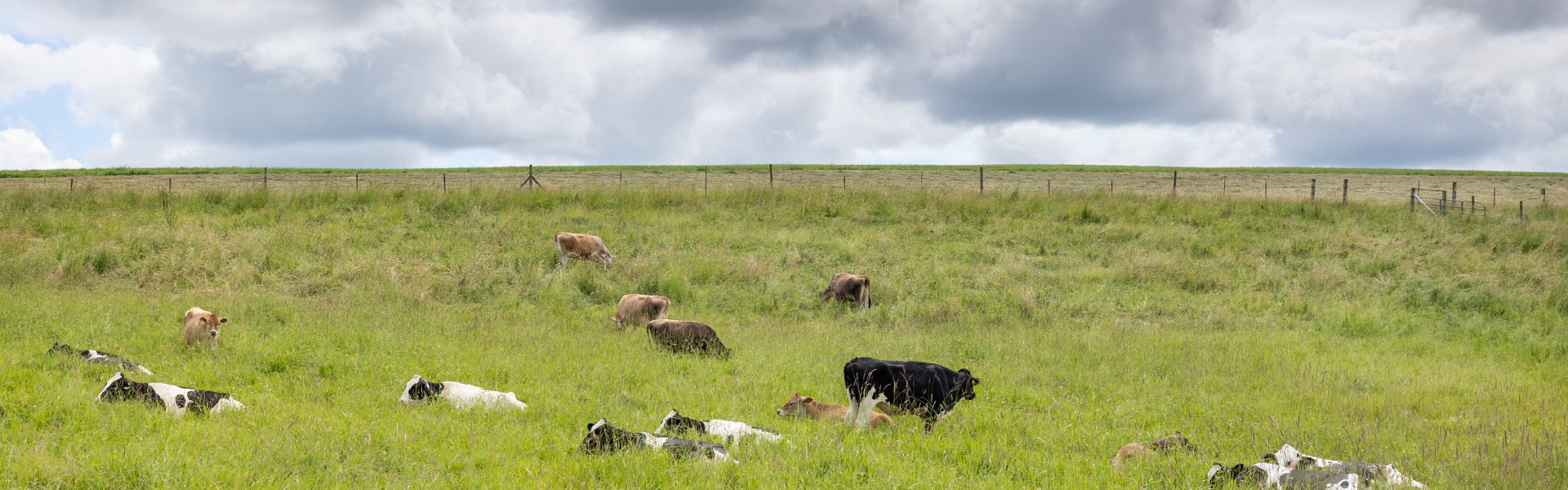 Dairy cows graze in their field on Horsebarn Hill on June 11, 2024. (Sydney Herdle/UConn Photo)