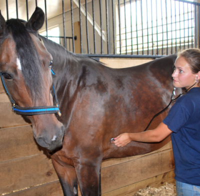 Student checking vitals of horse in a stall