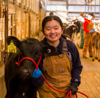 Student standing beside cow in Cattle Resource Unit