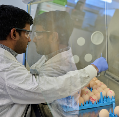 Student working in lab with eggs