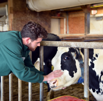 Undergraduate student pets cow inside of the Kellogg Dairy Center