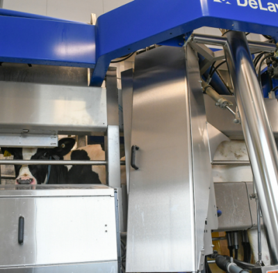 Cow inside of the Robotic Milking Unit inside of the Kellogg Dairy Center