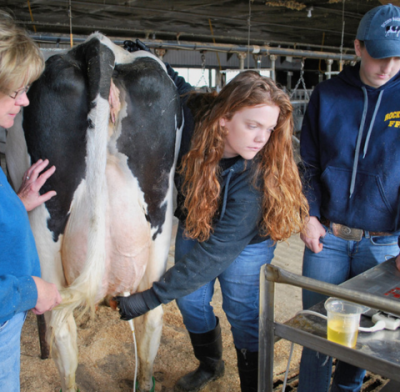 Faculty providing instruction to student while milking a cow inside of the Kellogg Dairy Center