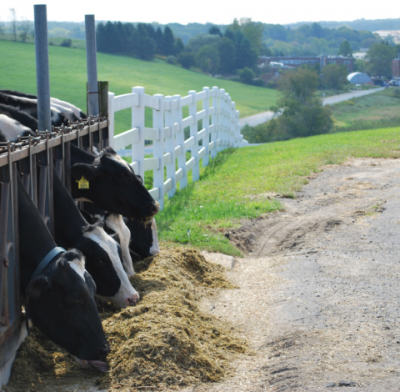 Cows grazing outside on Horsebarn Hill