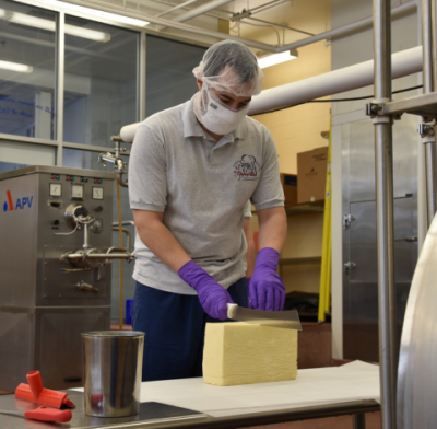 Creamery staff cutting through block of cheese in Creamery