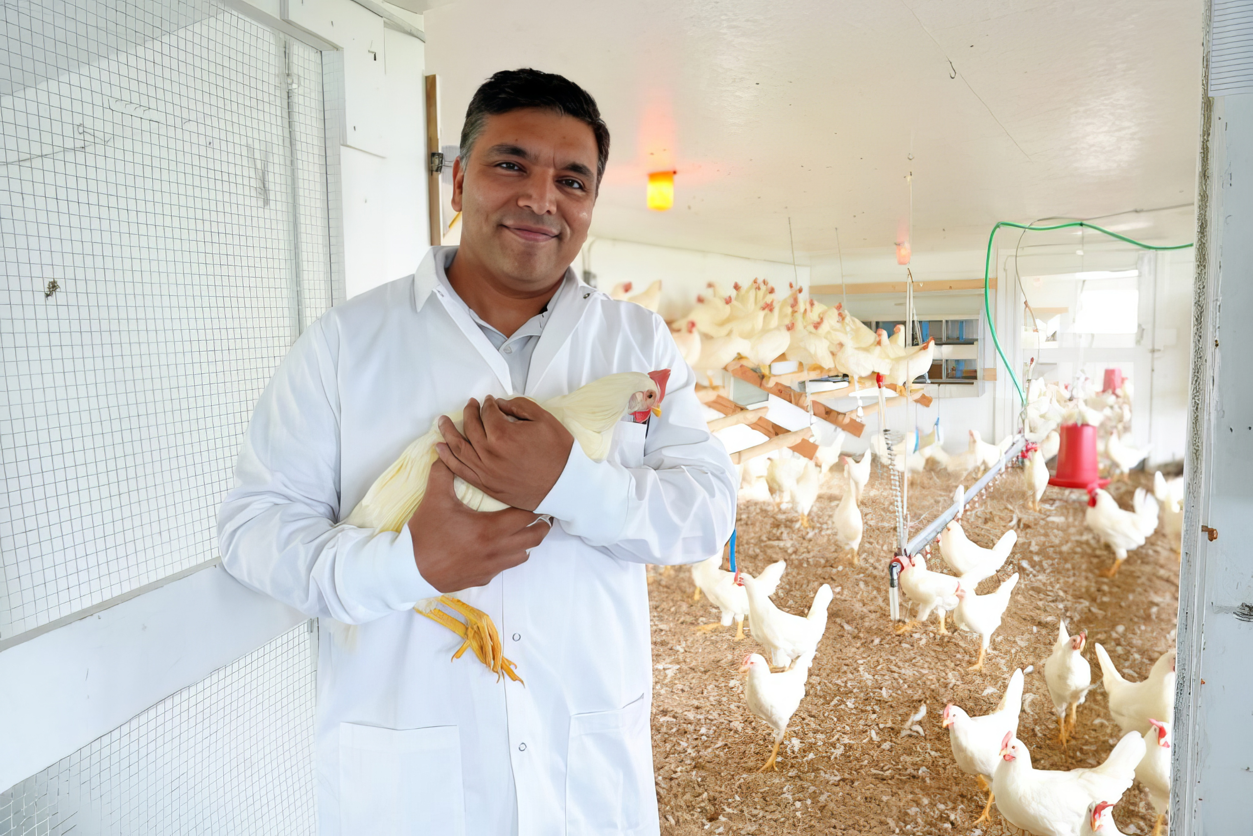 Abhinav Upadhyay, assistant professor of animal science, develops methods that help push the U.S.'s organic poultry industry forward. (Jason Sheldon/UConn Photo)