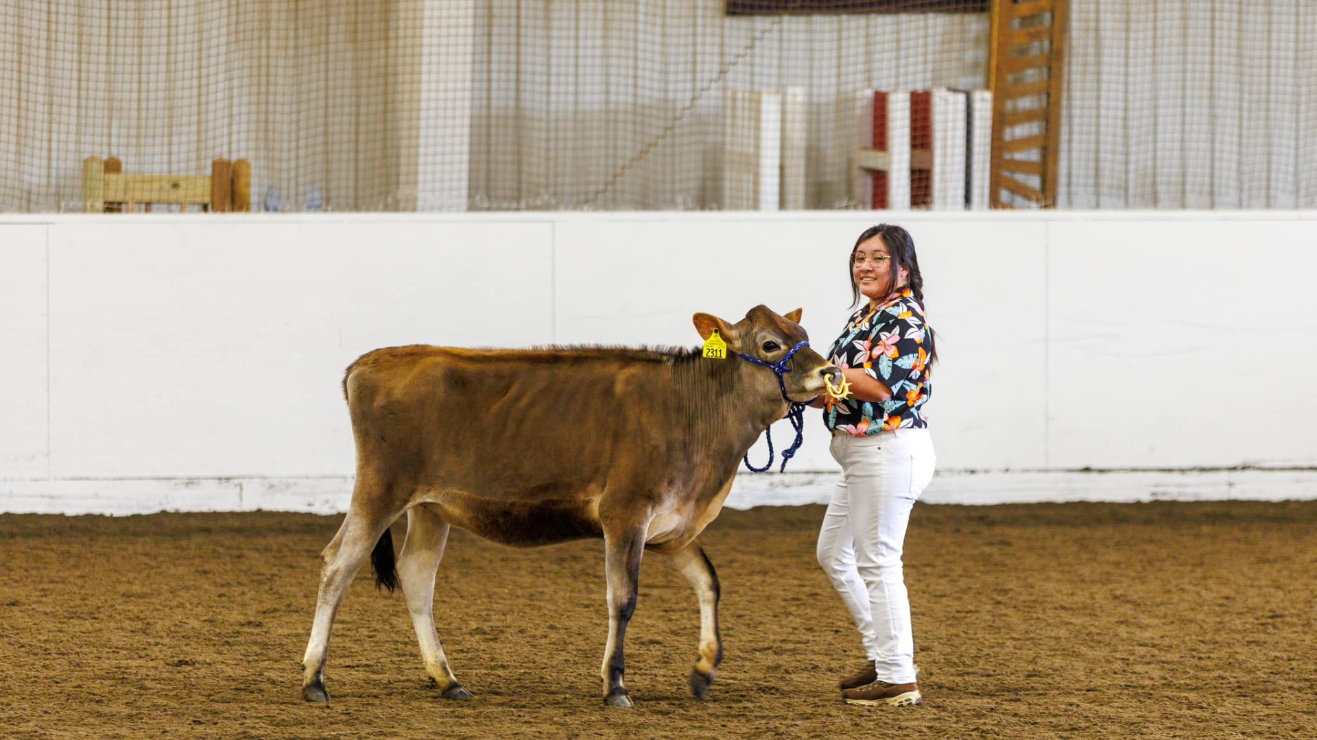 Student showing cow during Dairy Show.