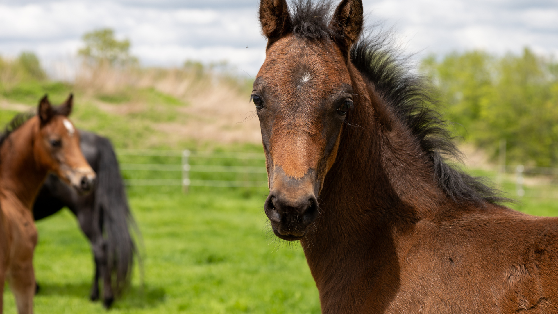 Young dark brown colored horse