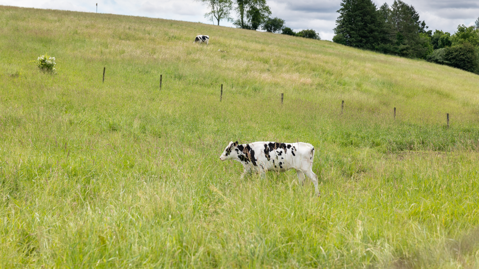 Dairy cows graze in their field on Horsebarn Hill on June 11, 2024. (Sydney Herdle/UConn Photo)