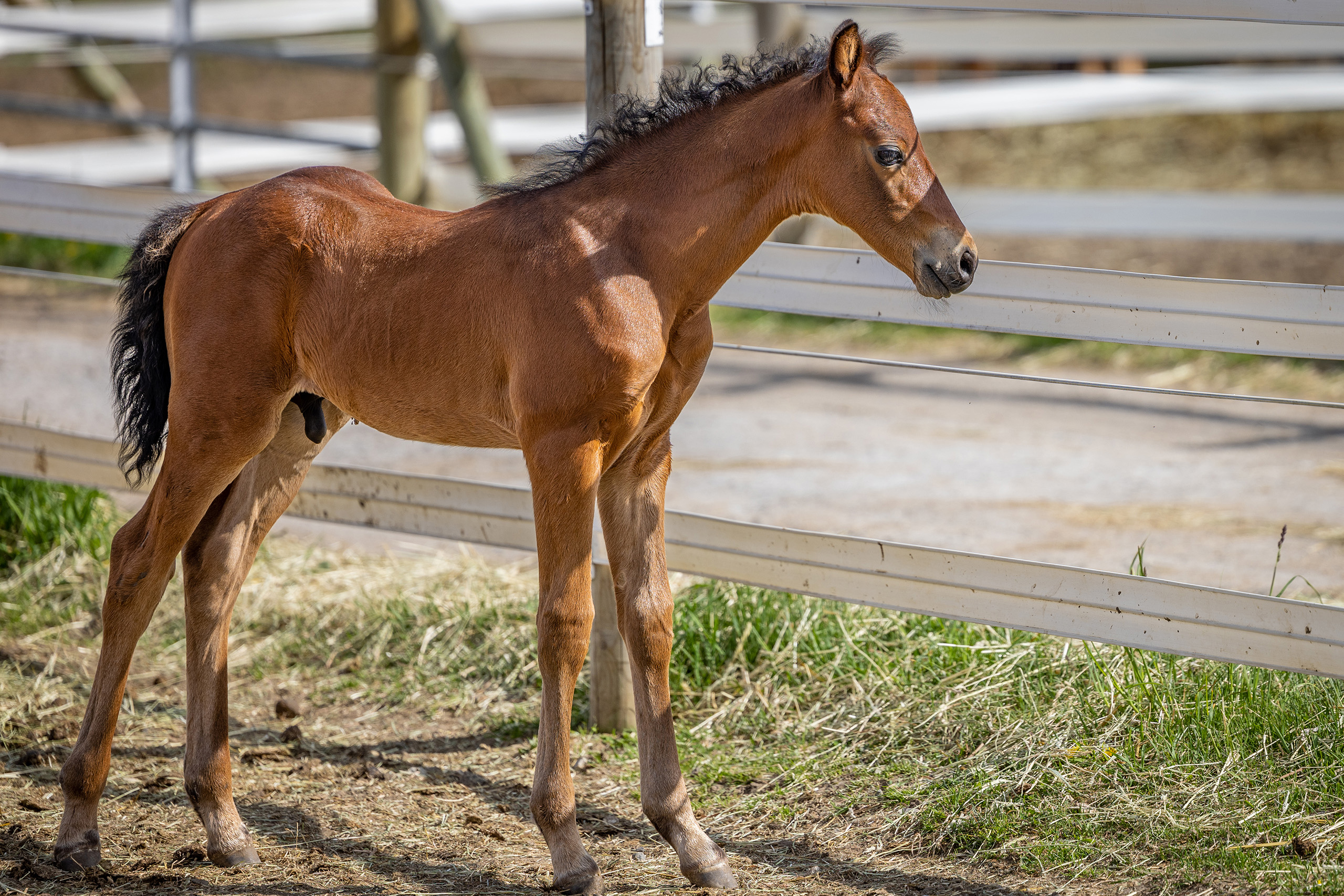 horse foal