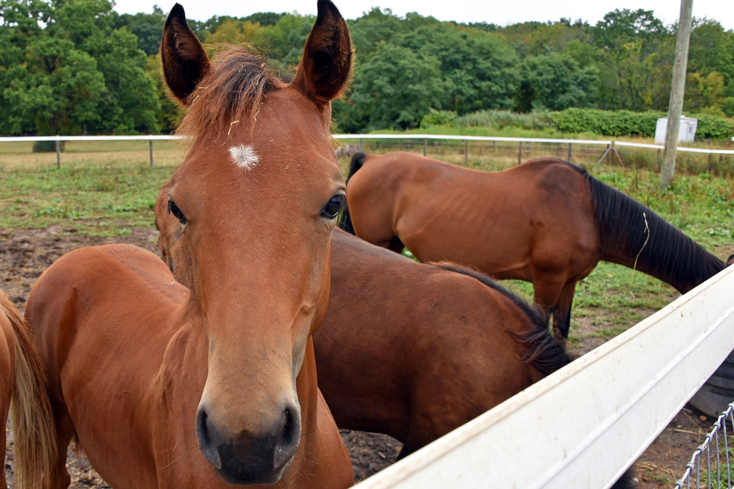 a horse looking at the camera