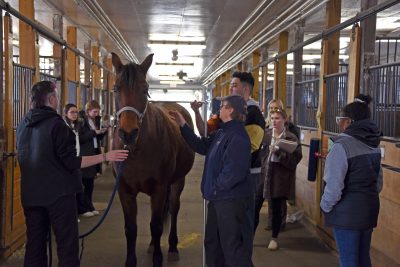 a class observing a horse getting its height measured