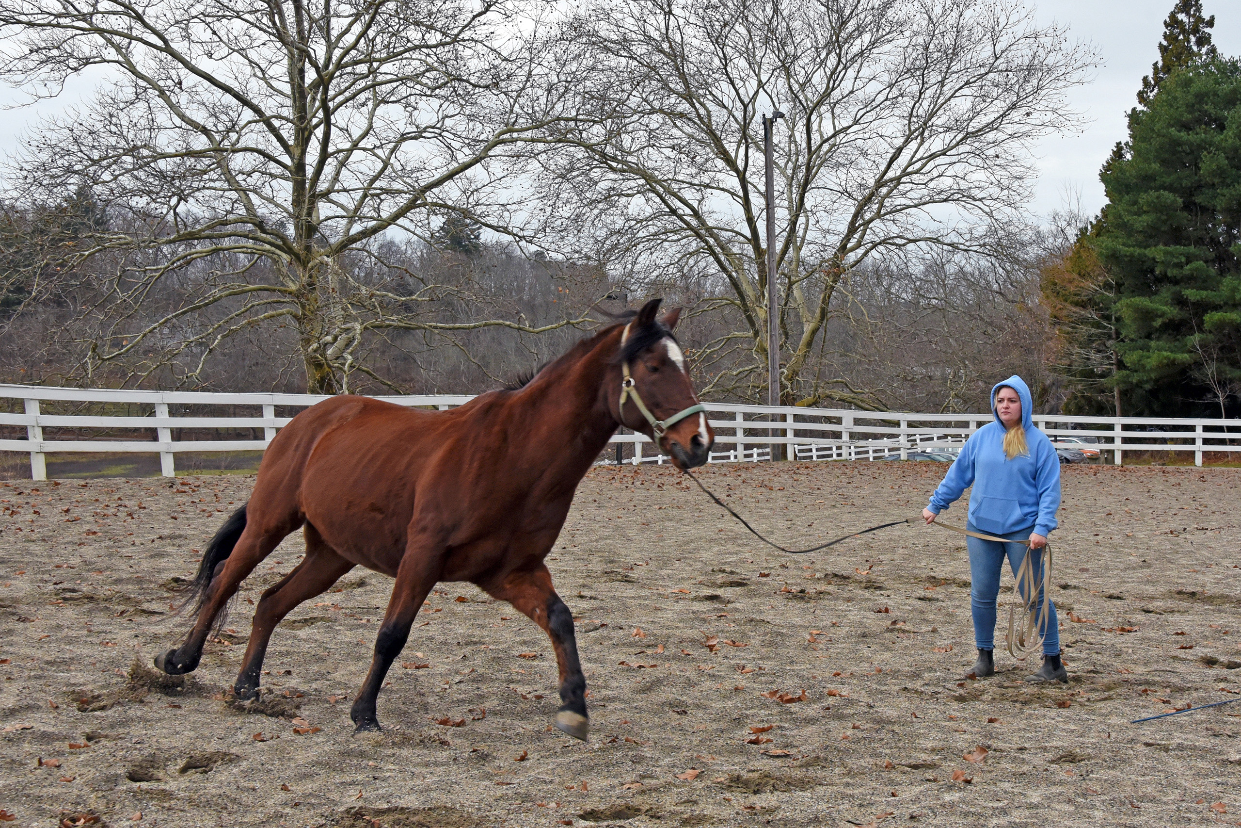 a horse galloping on a lead