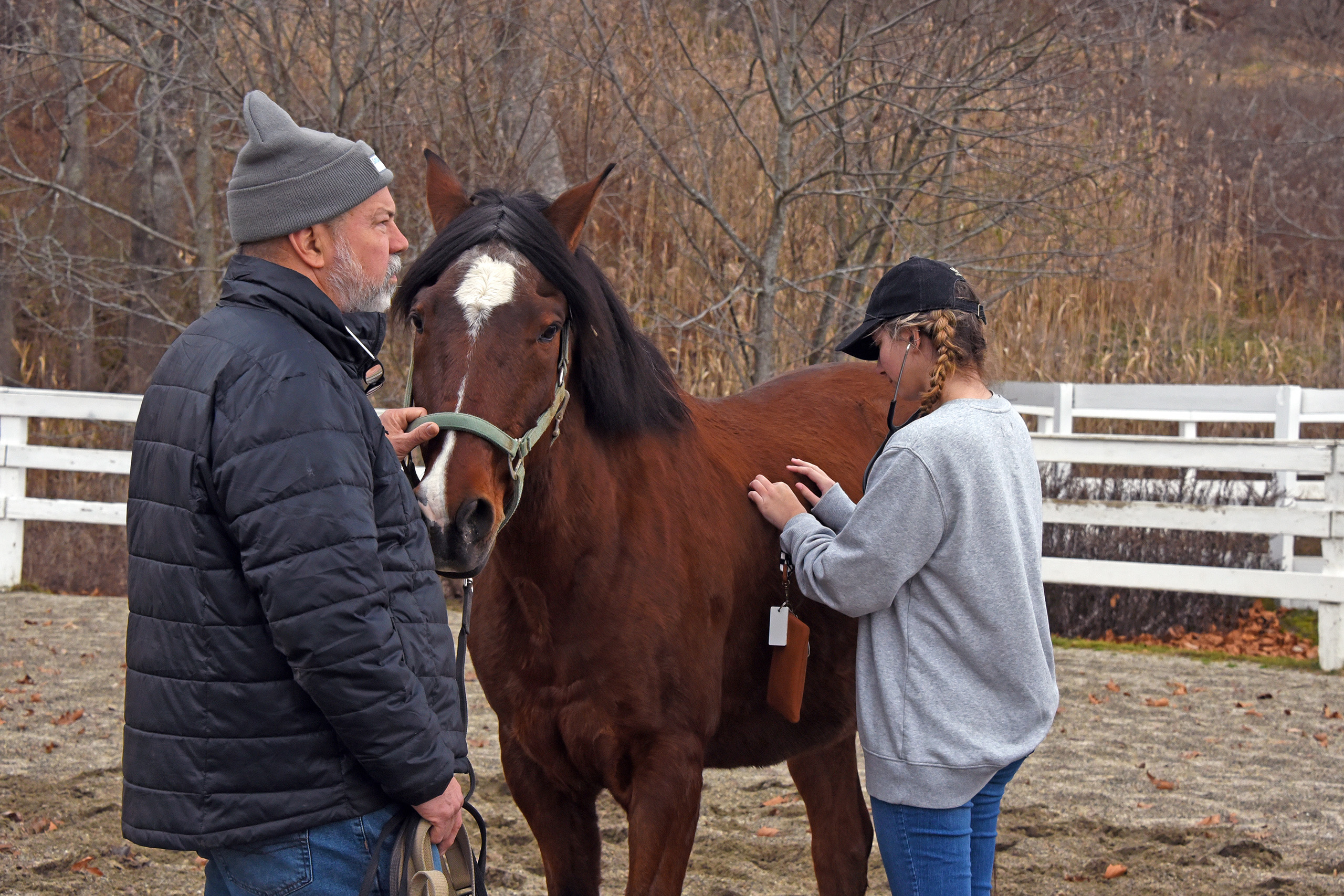 students using a stethoscope on a horse