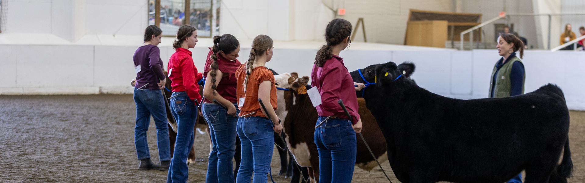 Students showing beef cattle inside of the UConn Horsebarn Hil Arena during the 95th Annual Little I Livestock Show